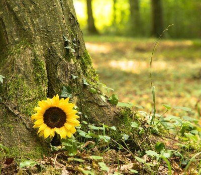 sunflower at a tree creates meaningful goodbye